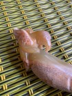 Unique Rare Chinese Hetian Old Jade Hand Carved Bird On Phallu