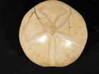 Big  Polished 150 Million Year Old  Sand Dollar Fossil Madagascar 232gr