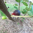 5 Black Madeira Fig Tree Cuttings 8  Long Fresh Cut To Order