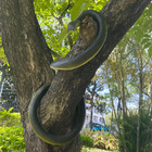 Realistic Rubber Snake - Scary Fake Snake For Bird Deterrent  Large Black Cobra