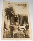 Rare Antique Vintage American Zoo Kids Beautiful Animal Elephant Snapshot Photo 