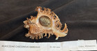 Muricidae Chicoreus Ramosus 61 60mm Cebu  Philippines W operculum 