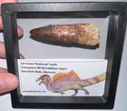 Spinosaurus Spinosaur Fossil Dinosaur Restored Tooth Lot 2 6 In One Per Order