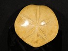 Big  Polished 150 Million Year Old  Sand Dollar Fossil Madagascar 197gr
