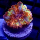 Ultra Cynarina Coral Small 1 5  Wysiwyg - Indigo Corals - Ic 3214
