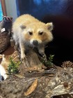 Large Rare Blonde Raccoon  Display On Natural Wood Log Base