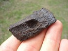 Giant Armadillo Scute W  Bite Mark Hole Florida Fossil Ice Age Extinct Osteoderm