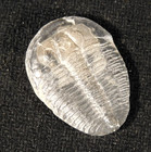 500 Million Year Old  Elrathia Trilobite Fossil From Cambrian Utah 4 62