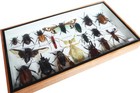Real Walking Leaf Insect Collection And Mixed Specimens In Wooden Box Display