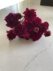 Peonies   Dried Flower Bunch Bouquet Bundle Usa Grown   Dark Burgundy Wine Auc 3