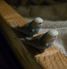 2 Schleich Blue Parakeet Birds Figures Budgerigar 14409 Birds Sold Together 