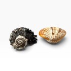 Lot 28 Vintage Sea Shells Scallops Cones Top Turbo Calico Clam Craft Beach Decor