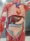 Scientific Half Life-size 27-part Human Muscular Figure W removable Organs