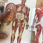 Vintage 1920-30 Anatomy Medical Card Antique With 3d Flip Outs