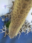Rattlesnake Skin Prairie Rattle Snake Hide Dry Tanned Wrap Pen Blanks 38 In  F5