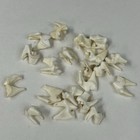 Lot Of 20 Real Coyote Molars Teeth Taxidermy Art Weird Odd Project Unqiue   2584