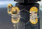 3 Live Assorted Brown   Gold Mystery Snails - Freshwater Aquarium Algae Eater
