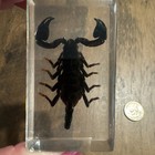 Real Black Scorpion Encased In Clear Resin 52 Mm
