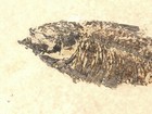Two Species  Diplomystus   Big Knightia Fish Fossil On Big Matrix Wyoming 1344gr