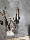 Wild 7 Point Whitetail Deer Antler Rack Horn Skull Plate Mount Cabin Decor Freak