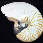 Chambered  Nautilus Shell Whole 7 5   Large Tiger Nautilus Pompilius Read