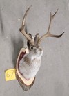 New Jackalope Mount taxidermy deer Mount antlers craft hunting art fishing gift
