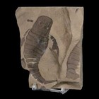 3 5  Eurypterus Sea Scorpion Fossil Eurypterid Silurian 420 Mil Yrs Old New York