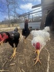 12 Hatching Eggs Giant Chicks Hybrid - Indio Gigante Dual Purpose Egg Layers