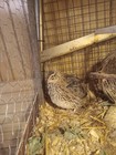 12 Jumbo Coturnix Quail Hatching Eggs - 3 Color Assortment 