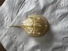 Horseshoe Crab Shell Molt Marine Collectible 3   