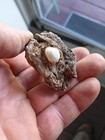 Civil War Bullet In Wood