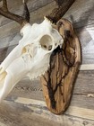 Unique Fractal Burned European Deer Skull Mount hook Included   english Chesnut 