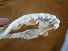  sj337-32  9  Broadnose 7-gill Snouted Shark Jaw Notorynchus Cepedianus