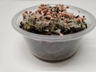 Pink Earth Lichen 2  Section For Succulent  Terrarium Or Fairy Garden Ships Free