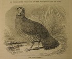 1836 Paper  Pheasant Of India  Norway Peasants  Shooting Stars - Meteor Shower