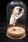 Real Mink Skull In Glass Display Cloche Dome Unique Gift Animal Mount Cork Base