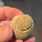 Echinoid Sea Urchin Fossil Specimen Rounded Tan Stone Sea Urchin Test