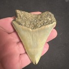 3 18    Inch Real Megalodon Shark Tooth Fossil Genuine Prehistoric Meg Teeth  090