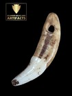 Glovers Cave Drilled Canine   Ex Vietzen