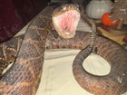 Vintage 53    Eastern Diamondback Rattlesnake Taxidermy Mount Crotalus Adamanteus 