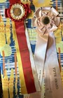 Lot Of 11 1950s Vintage Horse Show Ribbons Crafting Decor