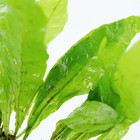 Buy2get1free Java Fern Bundle Live Aquarium Plant Freshwater For Fish Tank