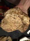2 Lb 3 8 Oz Fossil Concretion Mystery Nautiloid Ammonite