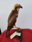 Bb66 Western Marsh Harrier  circus Aeruginosus  Bird Table Mount Taxidermy