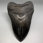 Great Shape Black Serrated 4 81  Fossil Megalodon Shark Tooth - Usa - Nice Meg