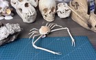 Rare Parilia Major Giant Long Armed Crab Taxidermy  Cleaned And Filled