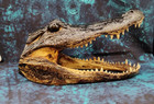 Large 11 -12  Alligator Head From Genuine Louisiana Gator Real Taxidermy Gator