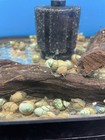 50-lot Japanese Live Trapdoor Snails Algae Eaters For Koi Pond Garden Pkf
