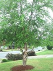 River Birch   black Birch   Betula Nigra  Tree Seeds