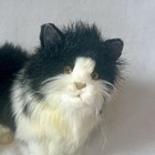 Hansa Black White Long Hair Cat Plush Portraits In Nature Collection 15 